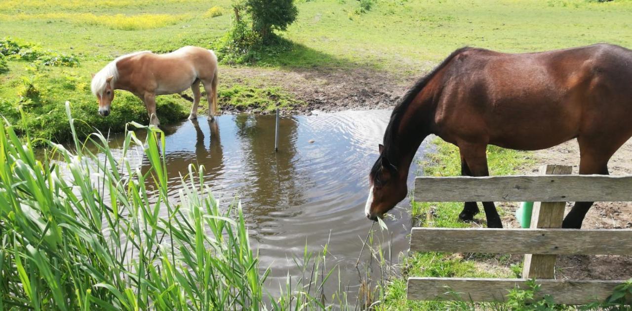 Homestead Amsterdam Luaran gambar